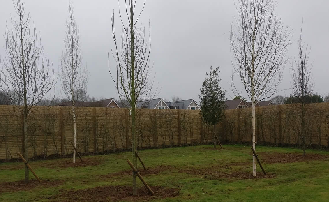 Tree Planting in The Chiltern Hills