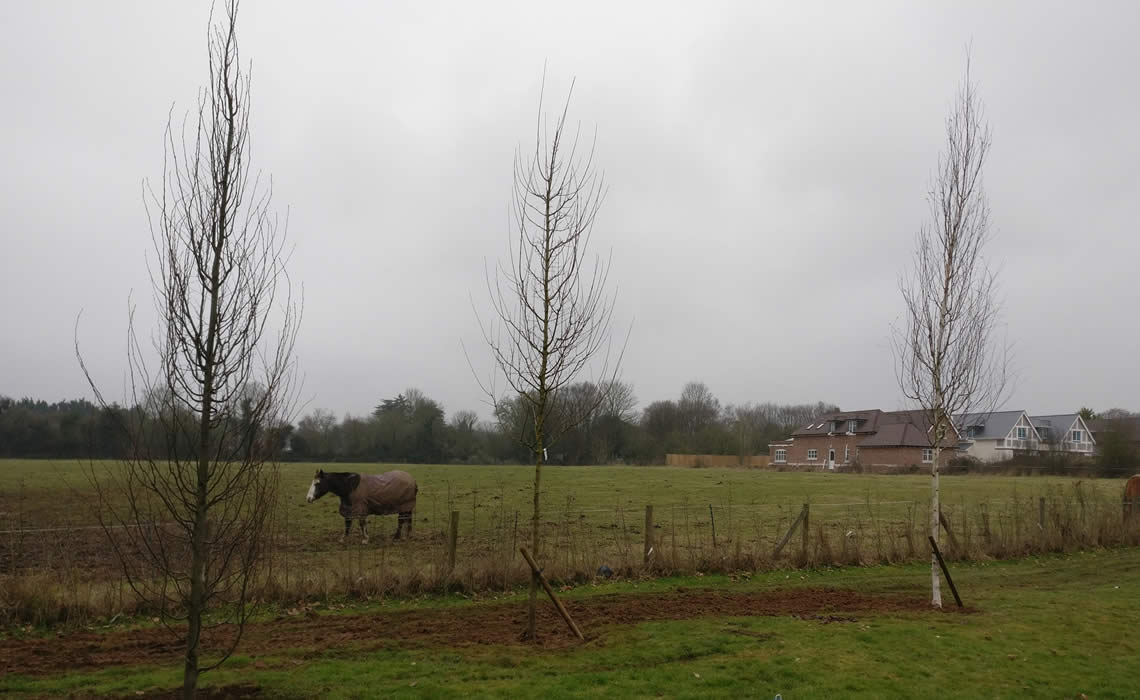 Tree Planting in The Chiltern Hills