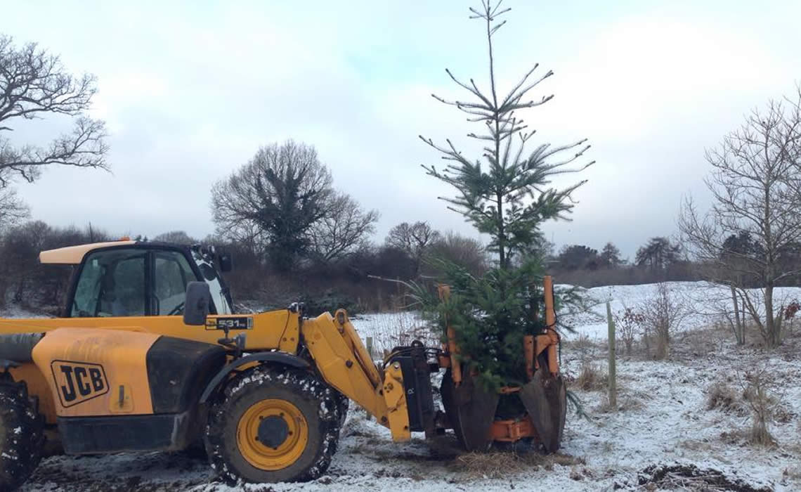 Mature Tree Moving & Planting Henley-on-Thames