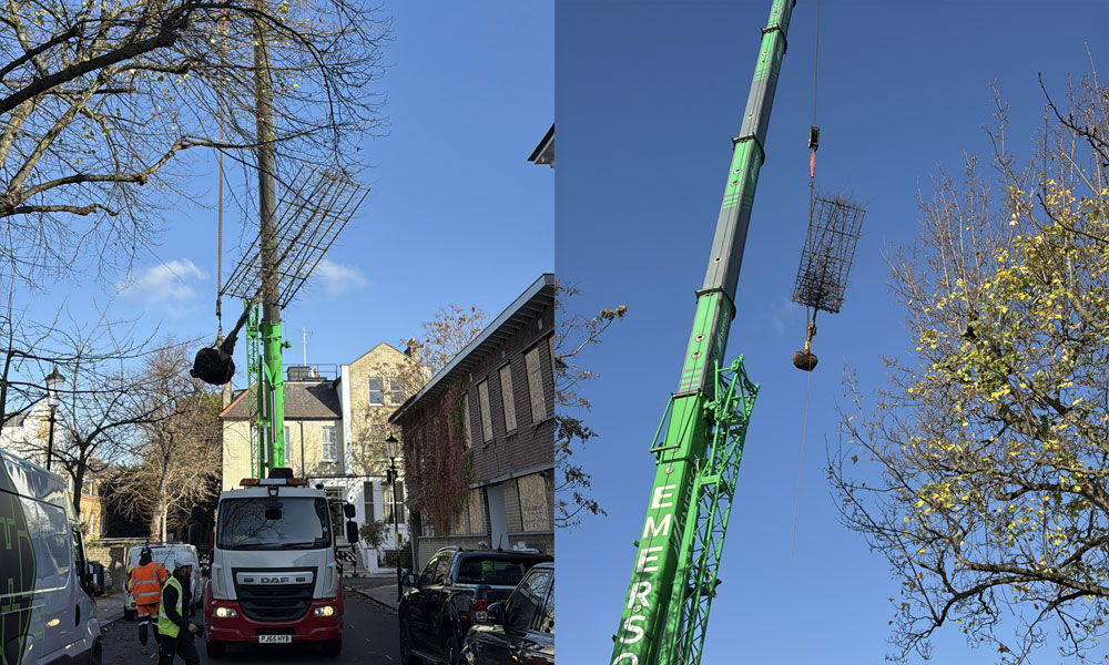 Tree Planting in London