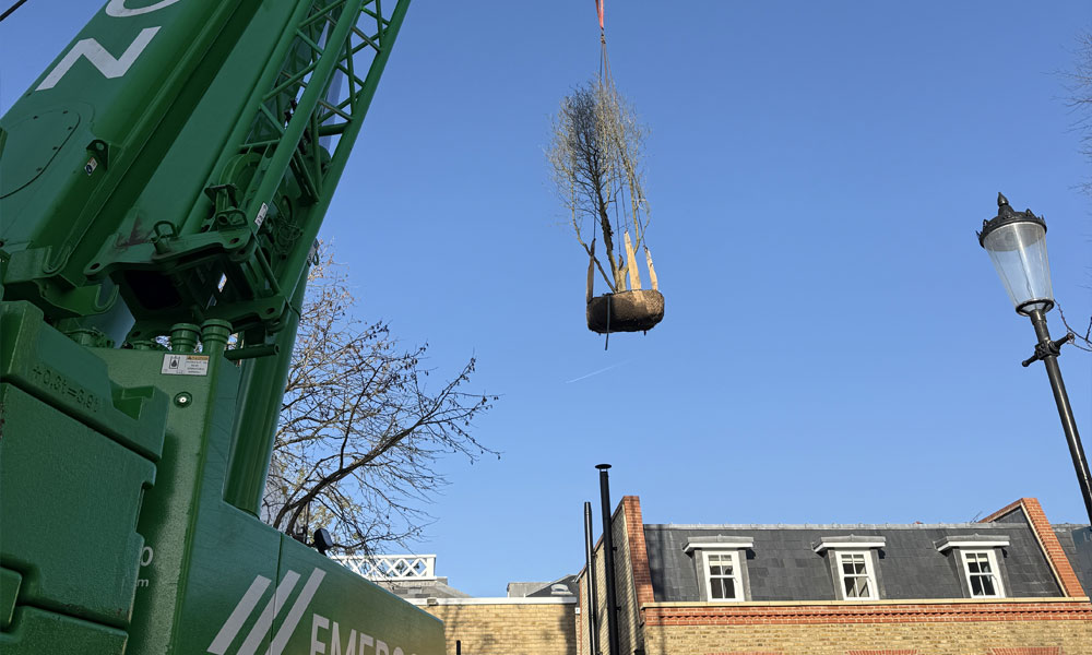 Tree Planting in London