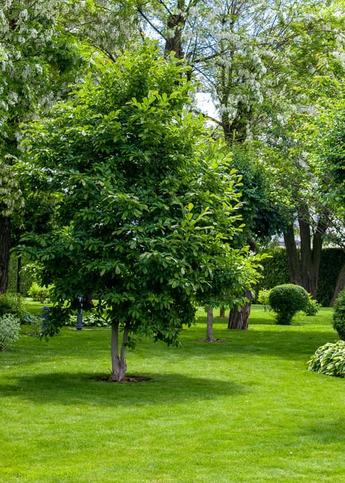 Hortlands