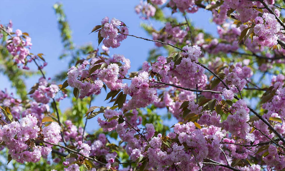 Trees for Small Gardens