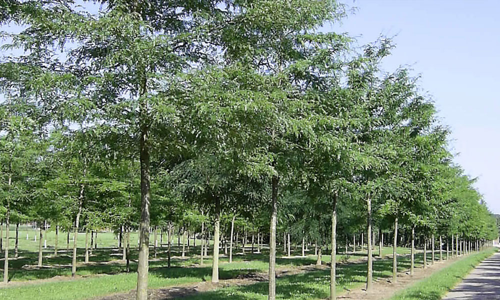 Trees For Wet Ground