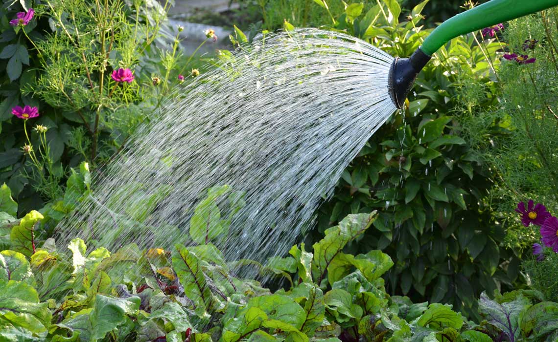 Guide to Watering