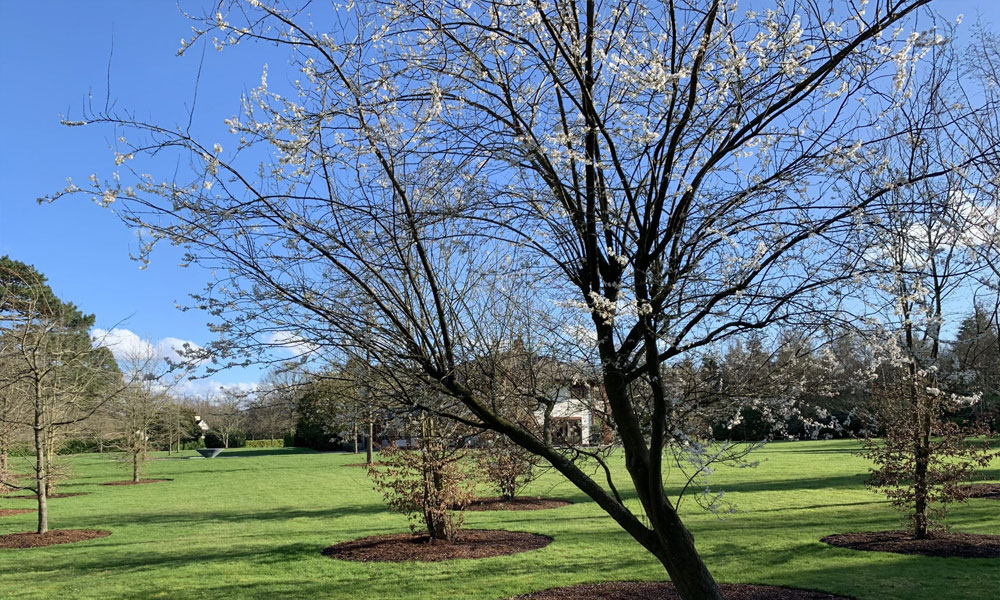 Vertical Mulching Mature Trees
