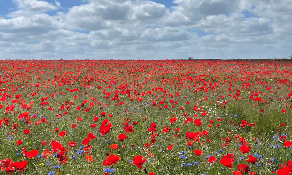 Benefits of Wild Flower Meadows