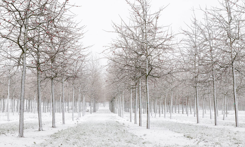 Winter Gardening