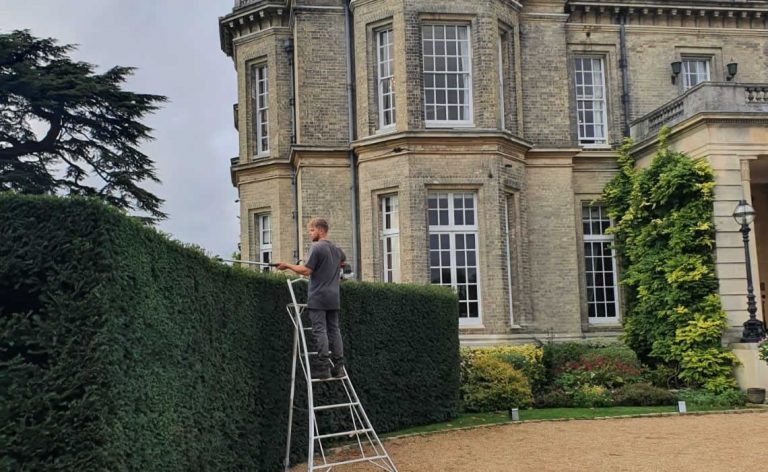 Yew Hedge Regeneration at Hedsor House