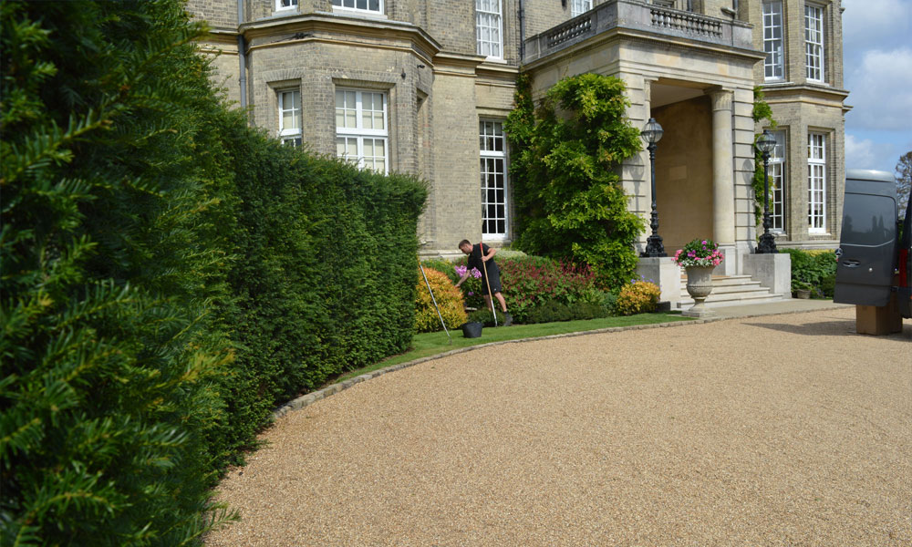 Yew Hedge Regeneration at Hedsor House